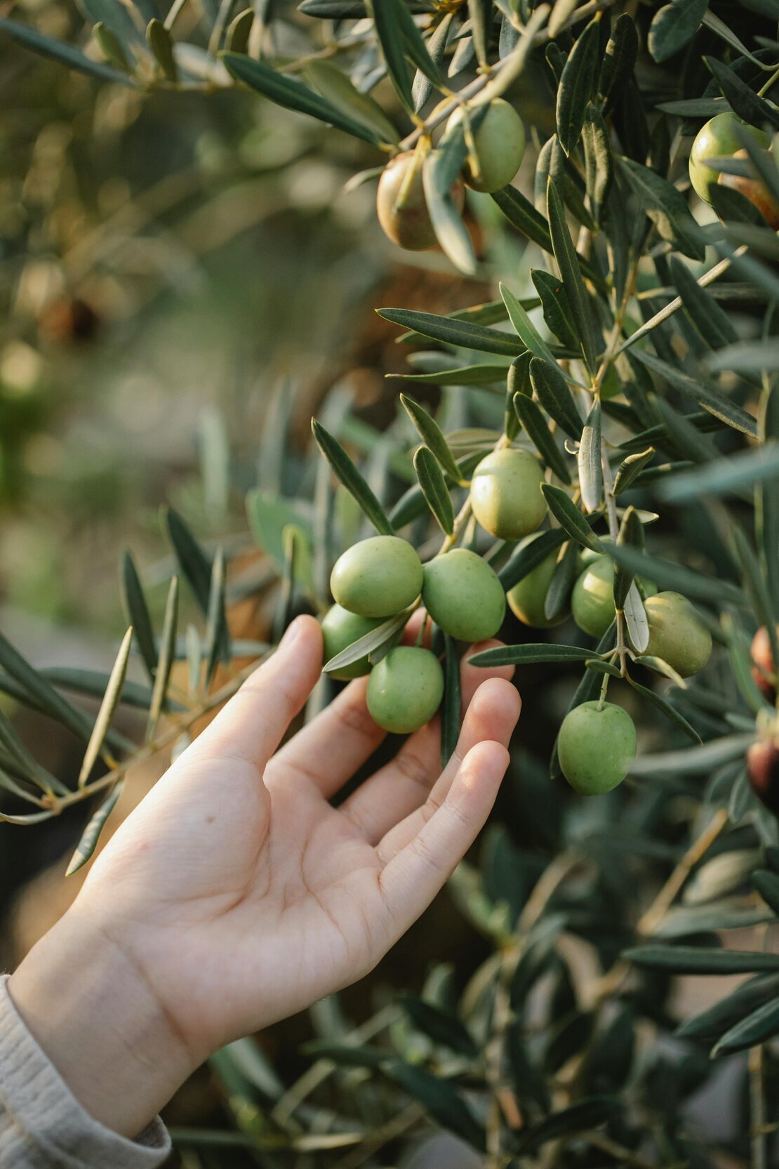 Farmers harvesting green olives by hand in a Salento olive grove